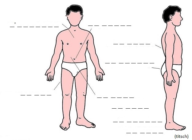 Bild anzeigen Körper - Rechtschreibübung