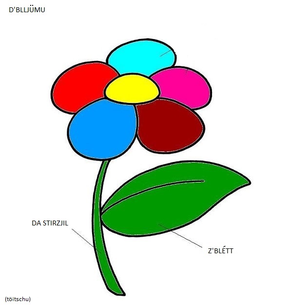 Bild anzeigen Blume