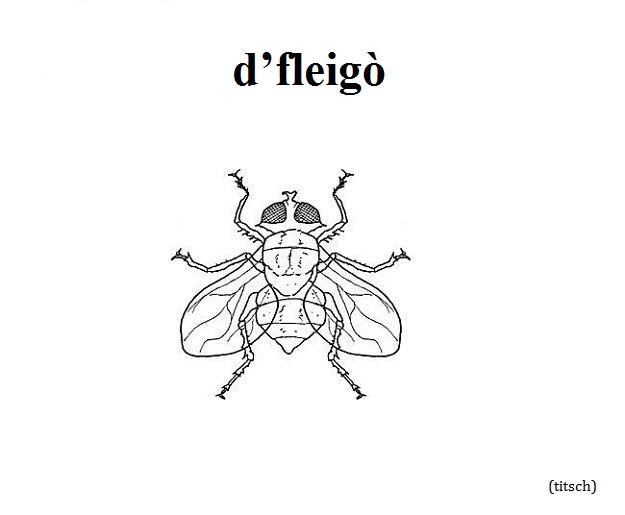 Visualizza immagine mosca