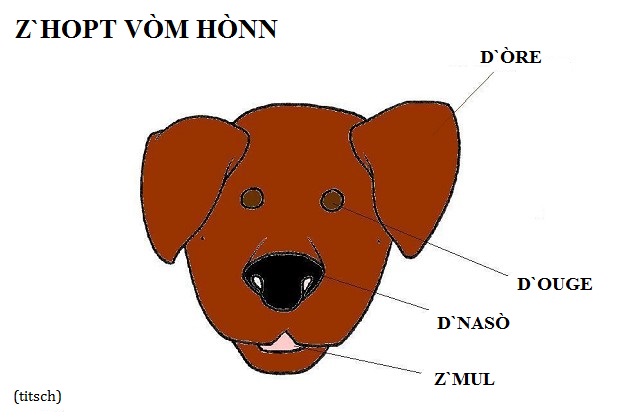 Visualizza immagine cane