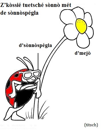 Visualizza immagine coccinella fiore