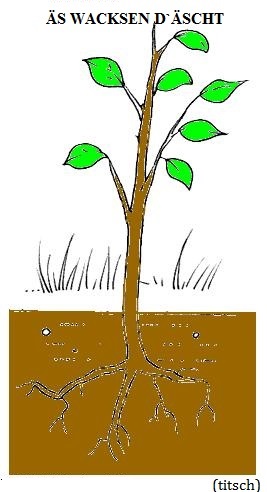 Bild anzeigen Entwicklung des Baumes 5