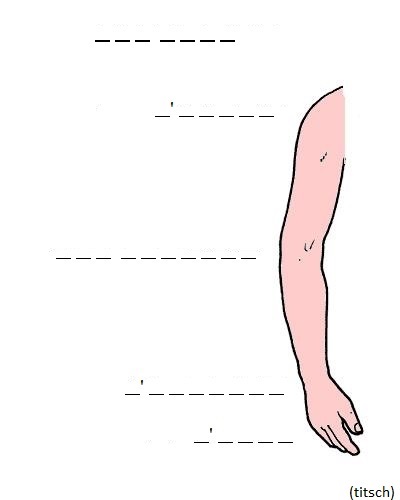 Visualizza immagine braccio - esercizio di ortografia