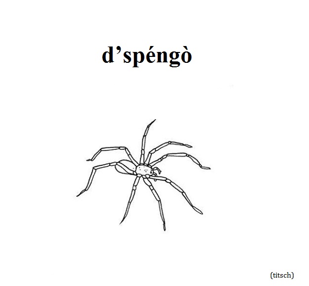 Bild anzeigen Spinne