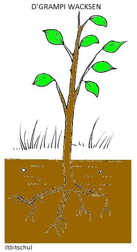 Visualizza immagine vita albero