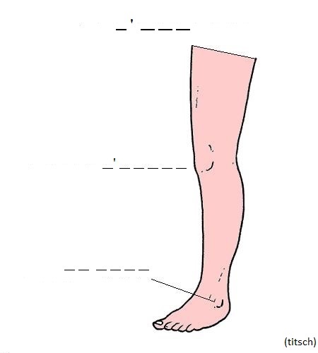Bild anzeigen Bein - Rechtschreibübung